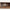 Idun TV-bord bred i massiv egetræ – tabacco – billede 31